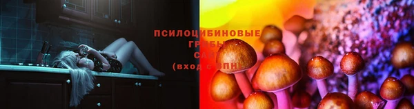 ПСИЛОЦИБИНОВЫЕ ГРИБЫ Осинники