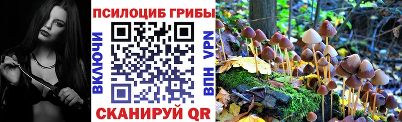 закладки  Балабаново  Псилоцибиновые грибы Psilocybine cubensis 